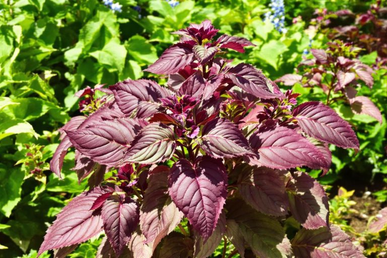 Basilic pourpre bio : guide de culture et utilisations.jpg