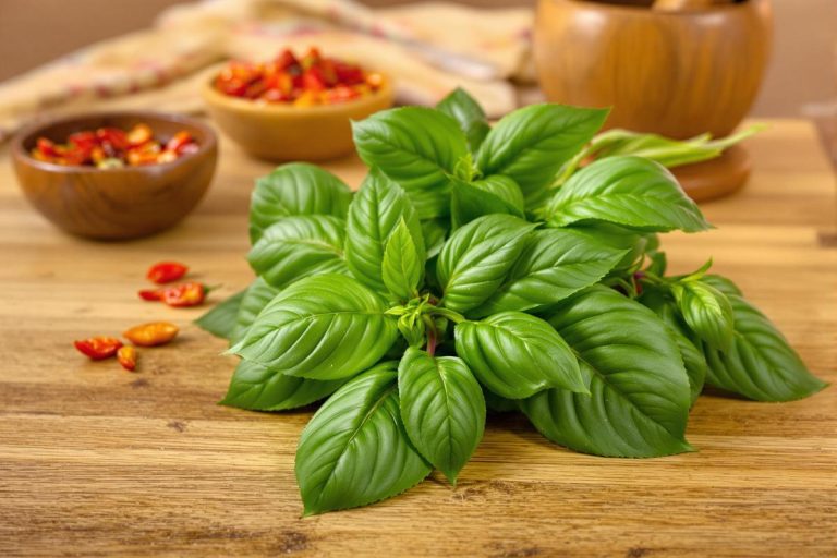 Basilic thaï : saveurs, bienfaits et astuces cuisine.jpg