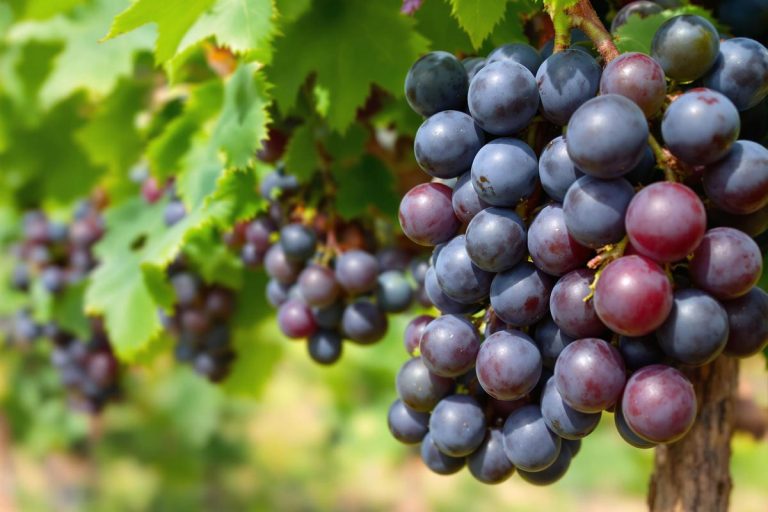 Bienfaits et usages du raisin noir pour la santé.jpg