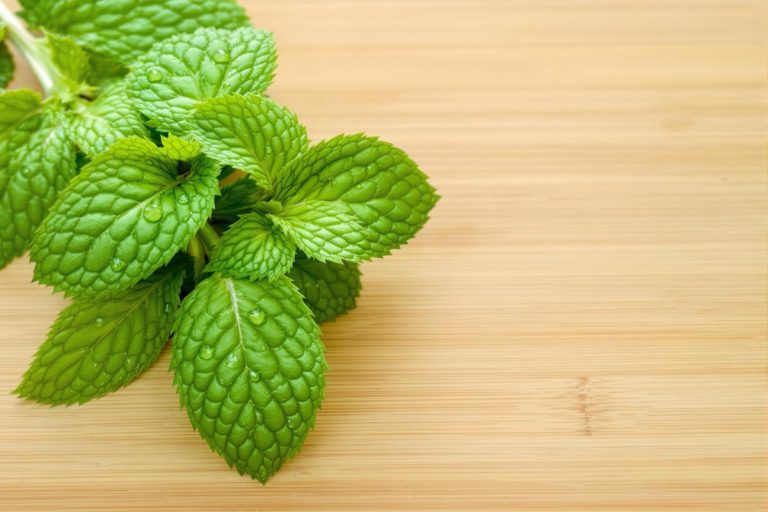 Bienfaits et utilisations des feuilles de menthe.jpg