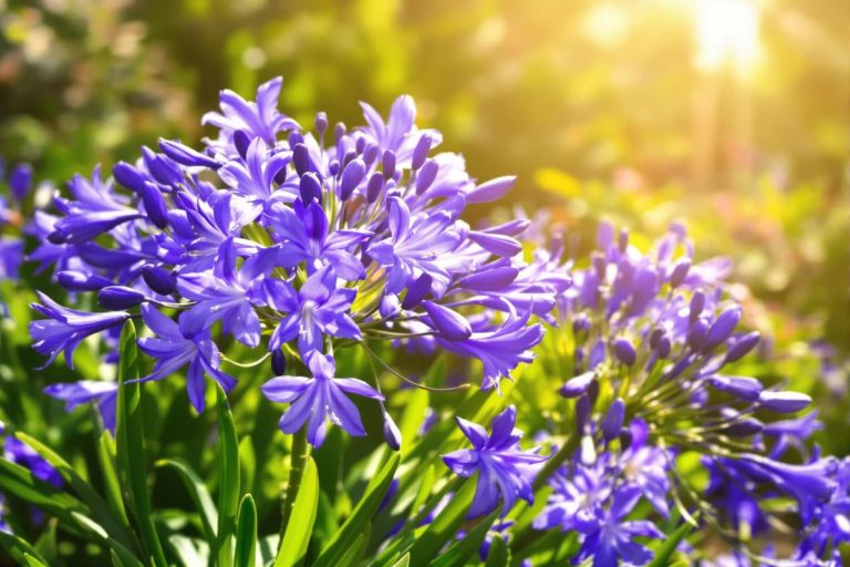 Boostez la floraison de vos agapanthes simplement avec ce fertilisant.jpg