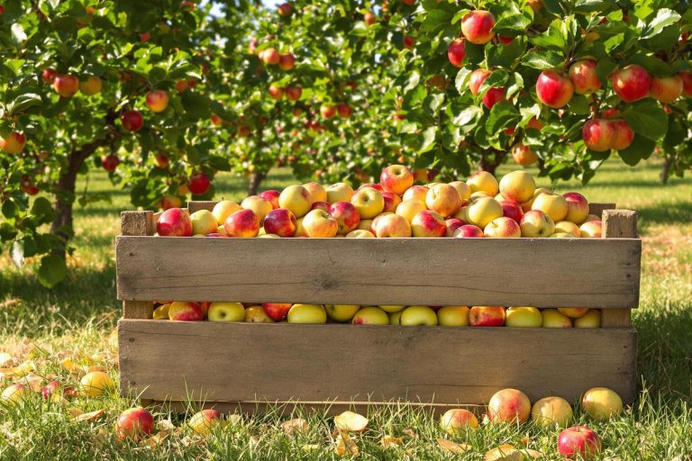 Caisse de pommes : types, usages et avantages.jpg