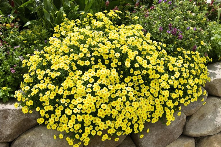 Cette fleur illuminera vos murs et rocailles comme un torrent d'or.jpg
