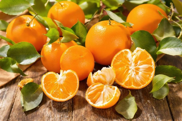 Clémentine orri : origine et qualités exceptionnelles.jpg