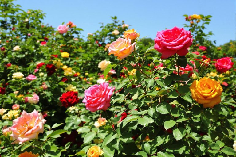 Comment les pros gardent leurs rosiers sans pucerons grâce à ce geste simple ?.jpg