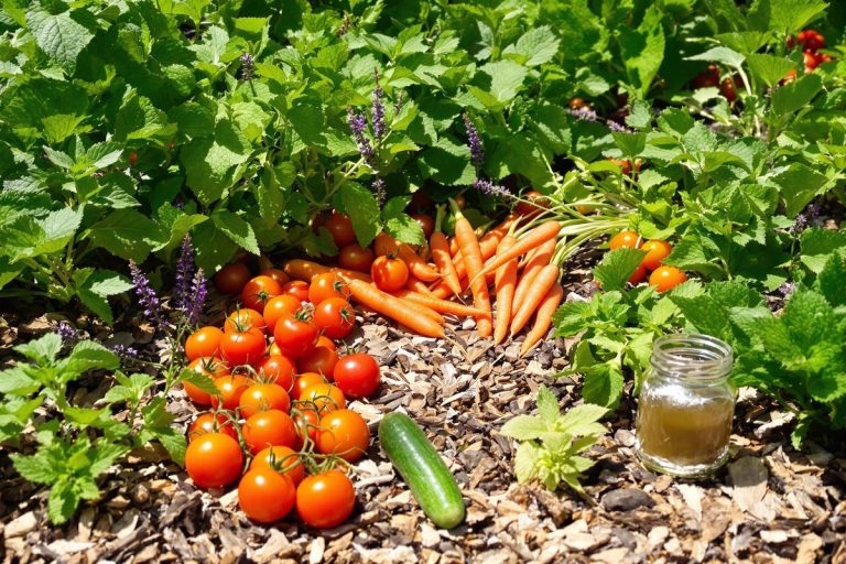Comment protéger son potager naturellement contre les nuisibles ?.jpg