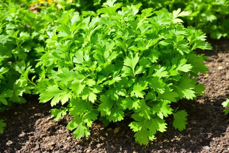 Découvrez le persil plat bio : bienfaits et recettes.jpg