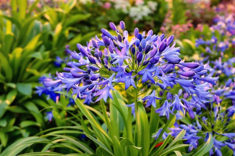 Faut-il couper les feuilles des agapanthes ?.jpg