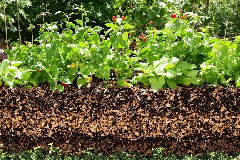 Faut-il encore bêcher son potager ? La réponse des experts en permaculture.jpg