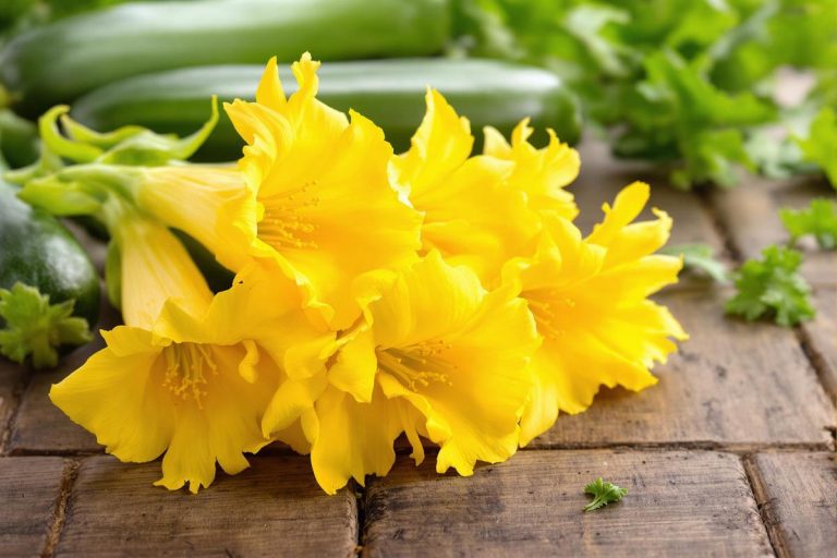 Fleurs de courgettes : saveurs et prix expliqués.jpg