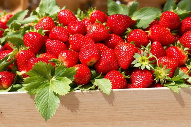 Fraises en promo : bonnes affaires et astuces culinaires.jpg