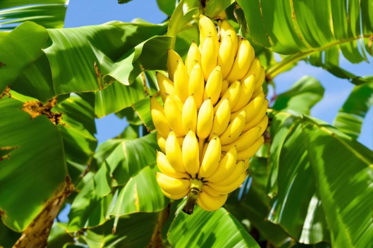 Grappe de bananes : structure et culture détaillées.jpg