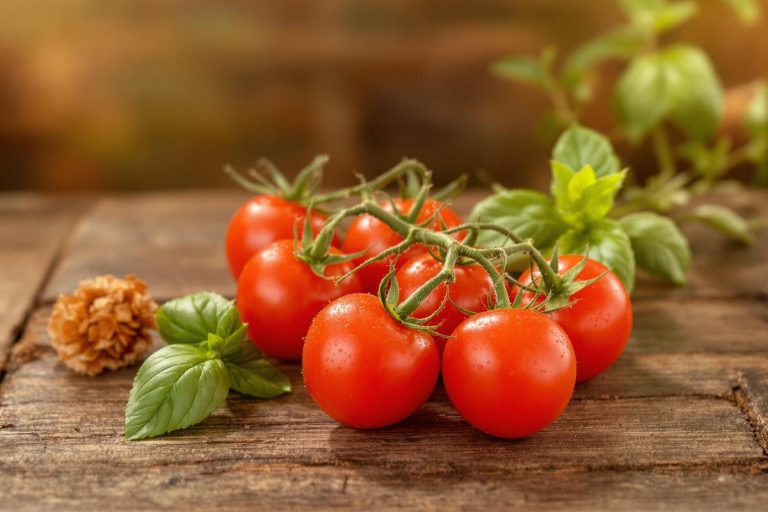 Grappe de tomates cerises : saveurs et bienfaits santé.jpg