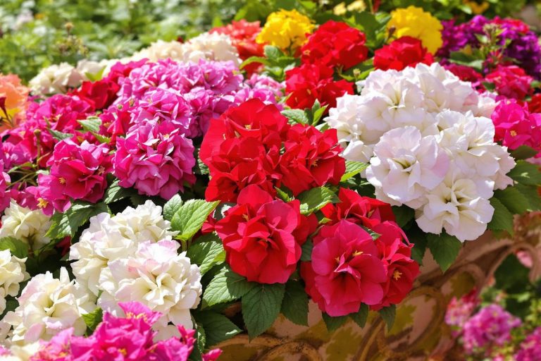 La fleur qui forme une boule parfaite et fleurit sans s’arrêter : idéale pour embellir vos jardinières de balcon et remplacer les géraniums.jpg