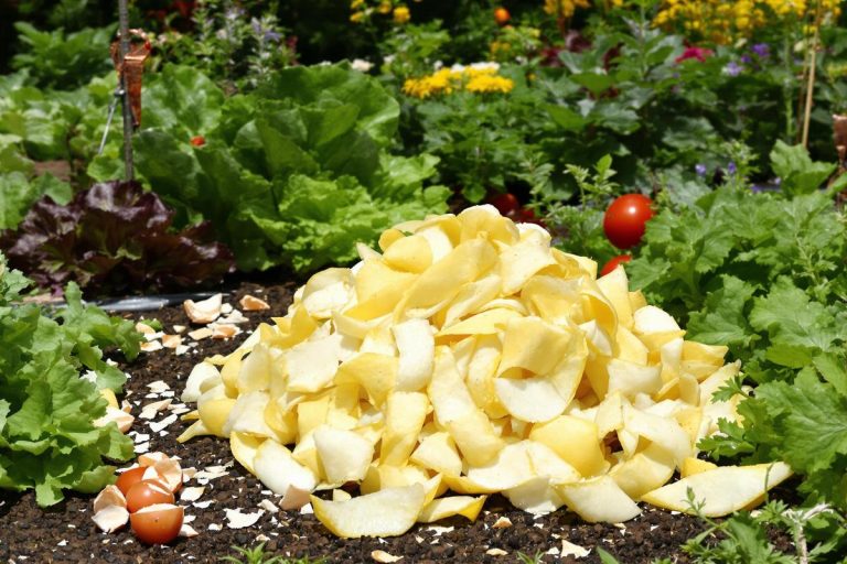 Le fruit que je compostais, mais qui en réalité repousse les limaces naturellement !.jpg