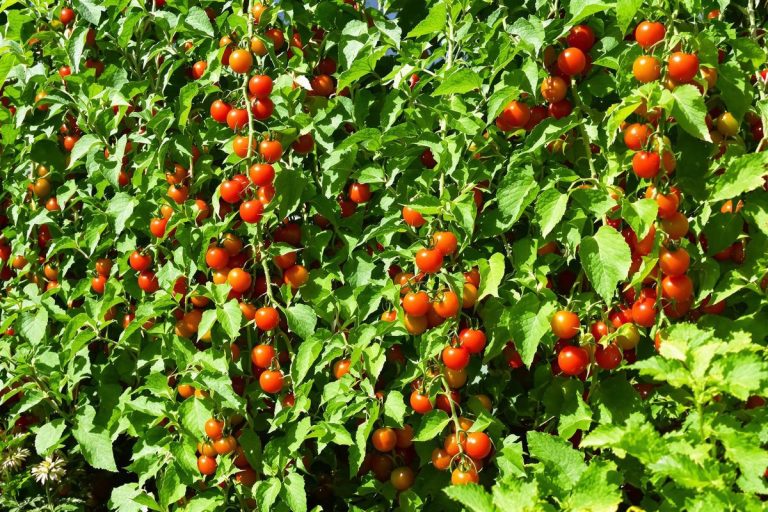 L'engrais naturel méconnu qui révolutionne votre production de tomates.jpg