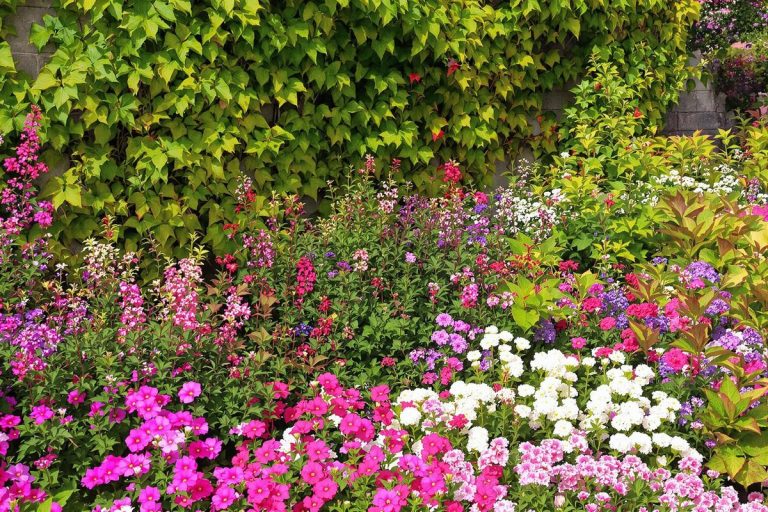Les 6 meilleures vivaces couvre-sol pour embellir votre jardin et réduire l'entretien.jpg