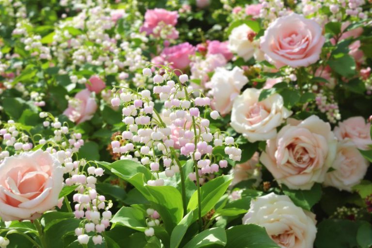 Muguet rose et roses : mariage floral enchanteur.jpg