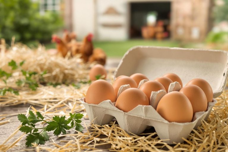 Œufs bio : bienfaits santé et environnement.jpg