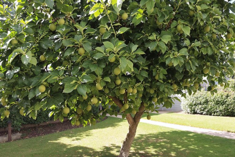 Pourquoi cet arbre fruitier qui sent si bon peut aussi attirer des serpents dans votre jardin et comment s'en protéger ?.jpg