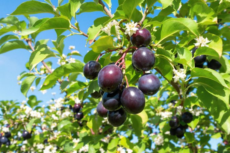 Prunier black amber : culture, astuces et recettes.jpg