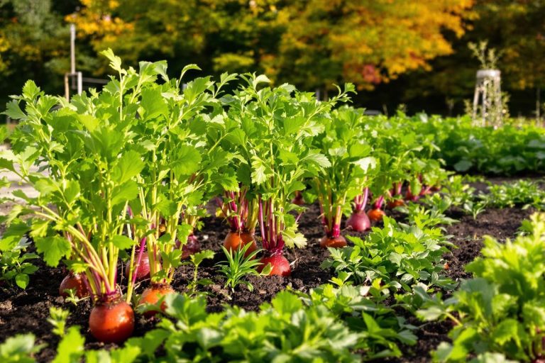 Que planter en été pour récolter à l’automne ?.jpg