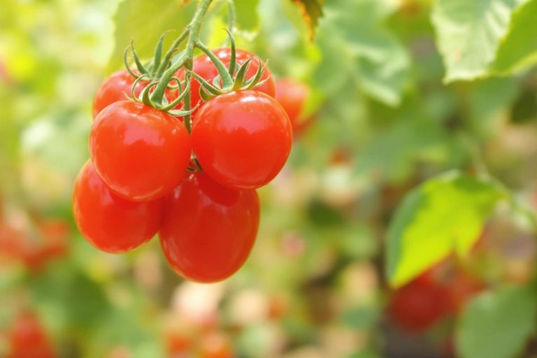 Tomates en grappe : bienfaits et idées recettes.jpg