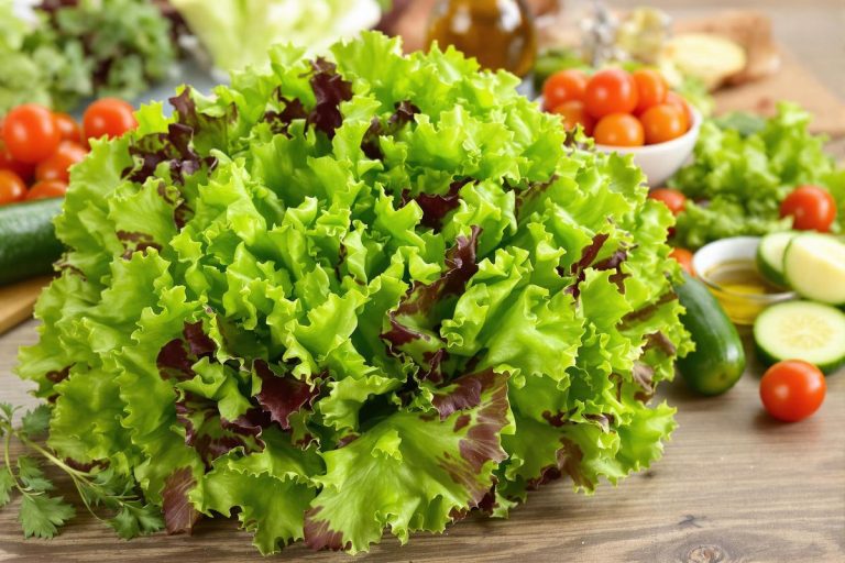Tout savoir sur la salade batavia croquante et savoureuse.jpg