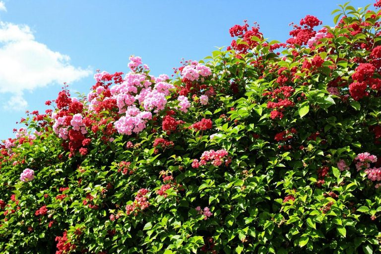Transformez votre jardin avec cet arbuste spectaculaire pour un brise-vue naturel instantané.jpg