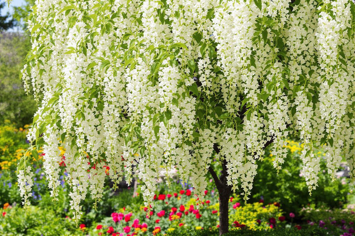 Transformez votre jardin en paradis avec cet arbre fascinant à planter dès aujourd'hui.jpg